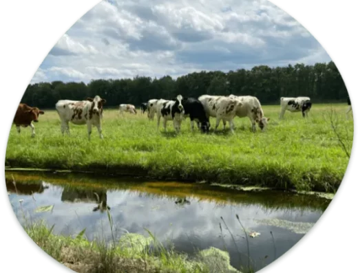 koeien-in-wei-bij-water-rooijakker