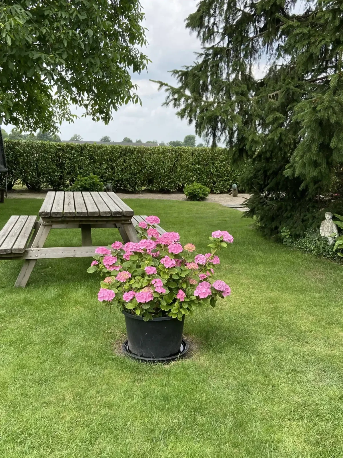 rooijakker-tuin-picknicktafel-hortensia